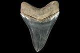 Serrated, Fossil Megalodon Tooth - Beautiful Enamel #92477-2